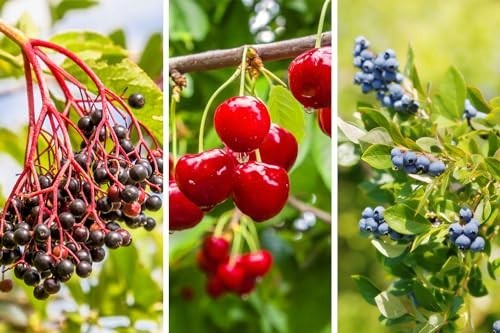 1100pcs Mixed Berry Seeds for Planting – Strawberry, Raspberry, Blueberry & More