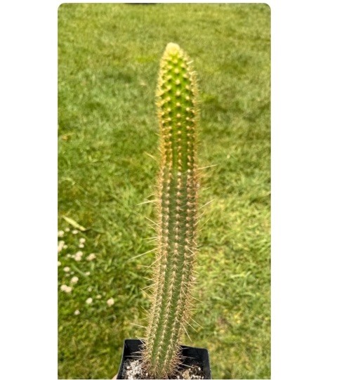 Pan 18.22.02 Hildewintera 12” Tall Rooted Cactus Plants