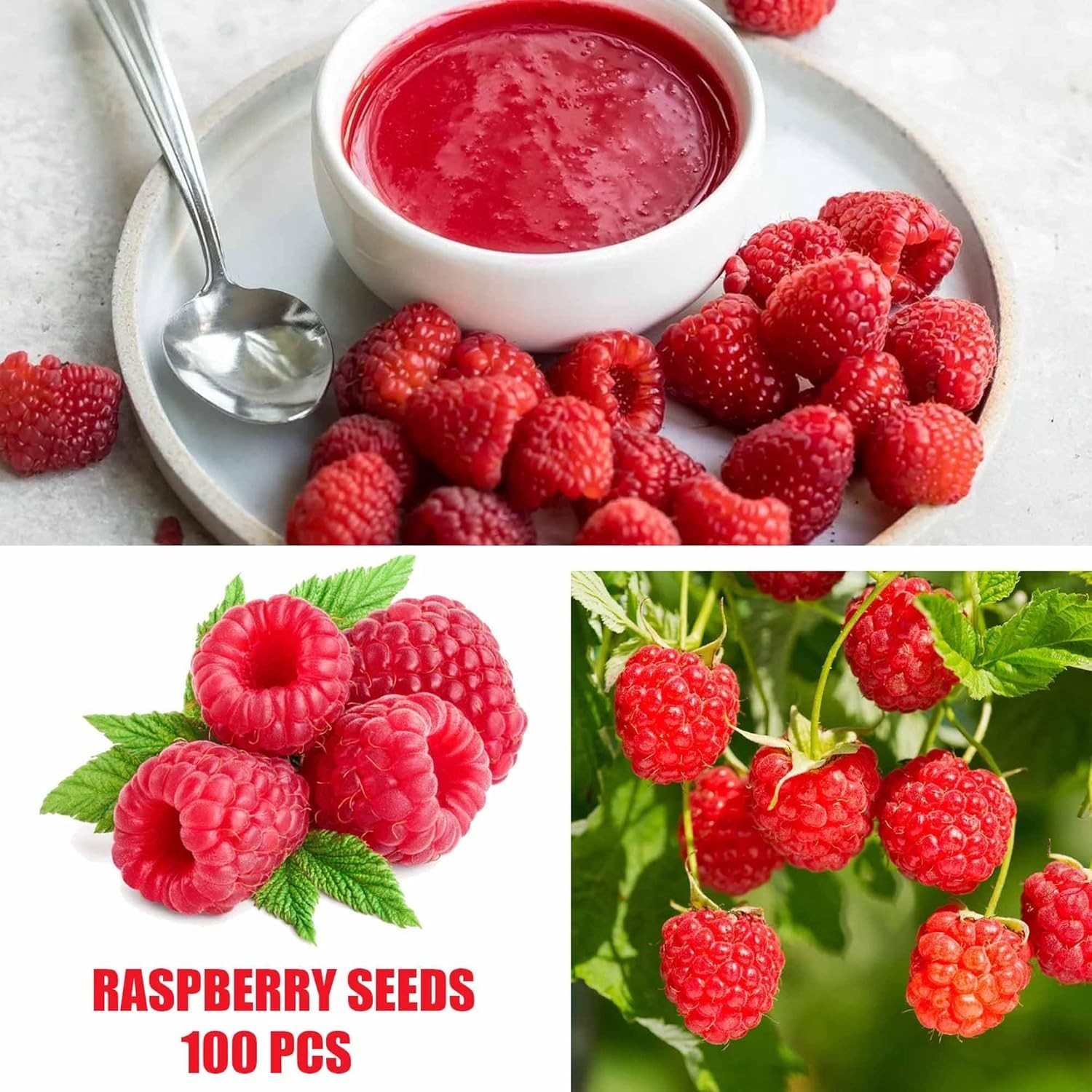 Berry Seeds Variety Pack, 310 Total, Non-GMO Strawberry, Mixed