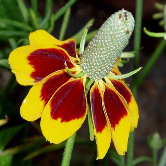 Coneflower CONEHEAD Mix Echinacea 90% Perennials 7 Flower Species USA 400+ Seeds