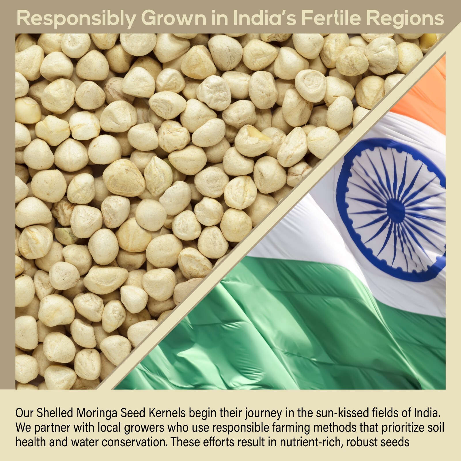 100 Moringa Oleifera Seeds Kernel 1 oz. SHELLED Fresh Organic Semilla De Moringa