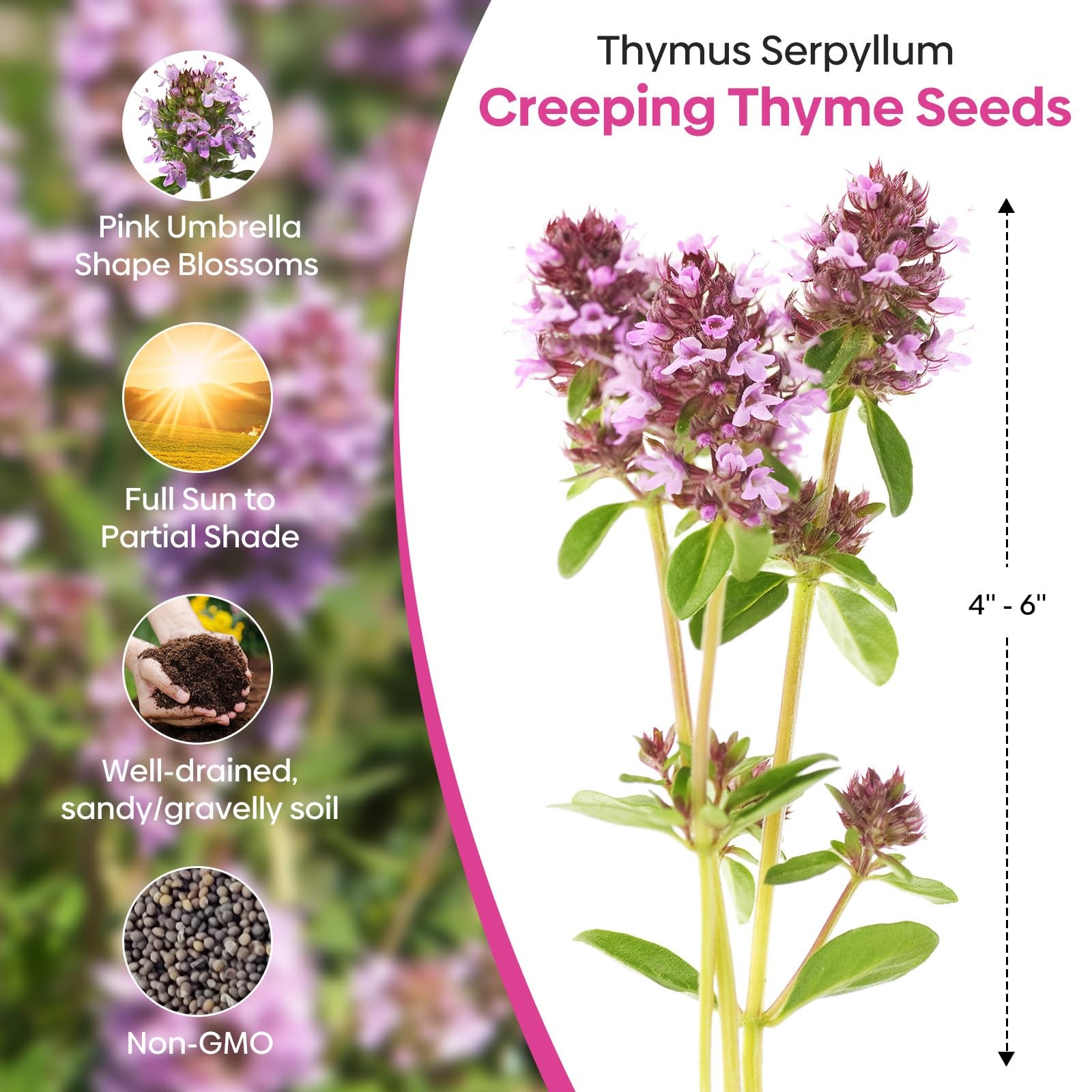20000+ Creeping Thyme Seeds Ground Cover Plant, Perennial Thyme Flower Seeds …