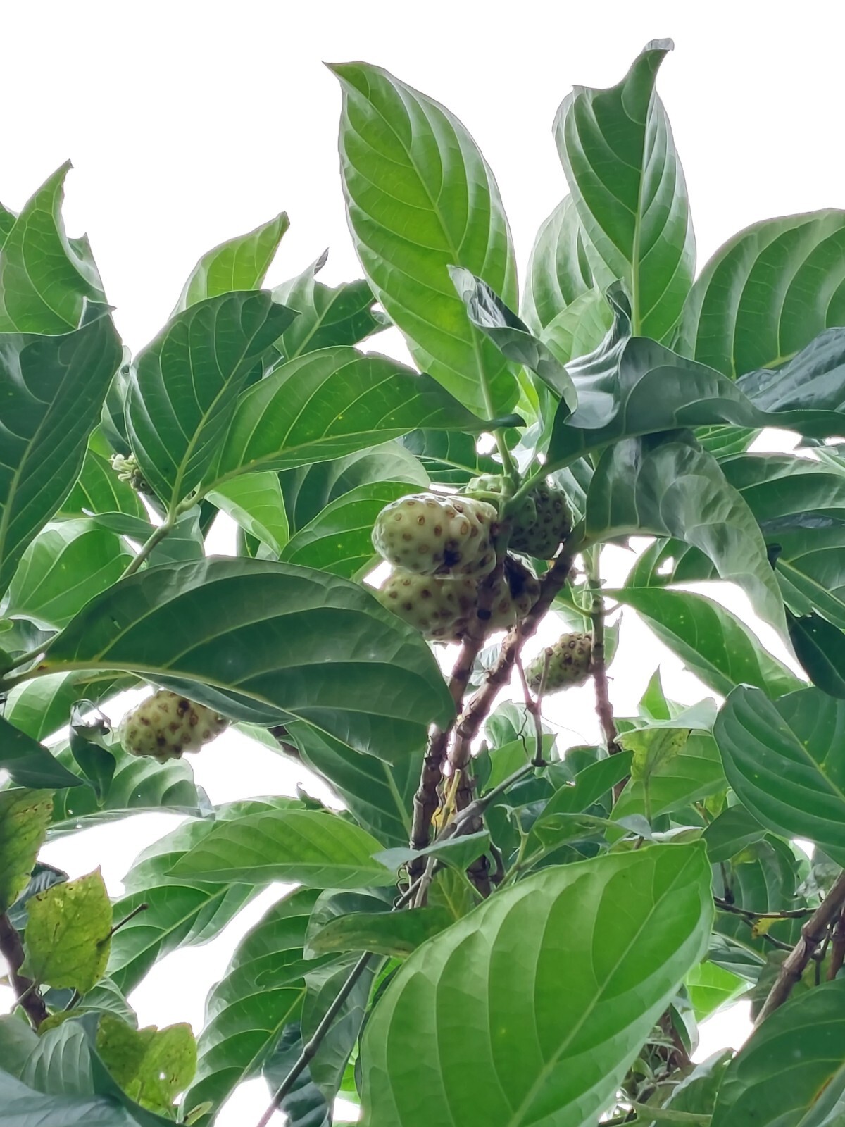 Noni Fruit Tree Seedling 10″+ Organic From Puerto Rico