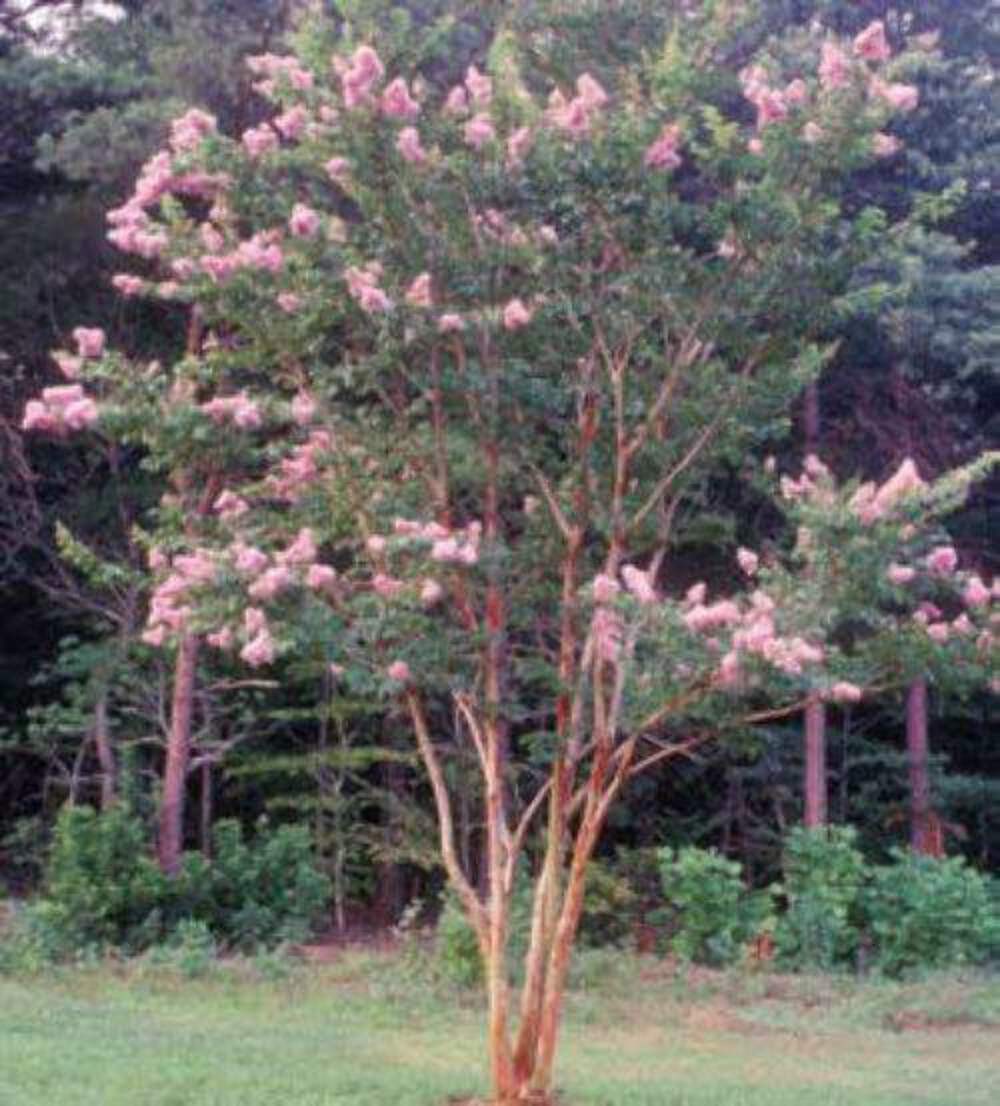 Biloxi Crape Myrtle: Fast-Growing Shade Tree with Delicate Baby Pink Blooms