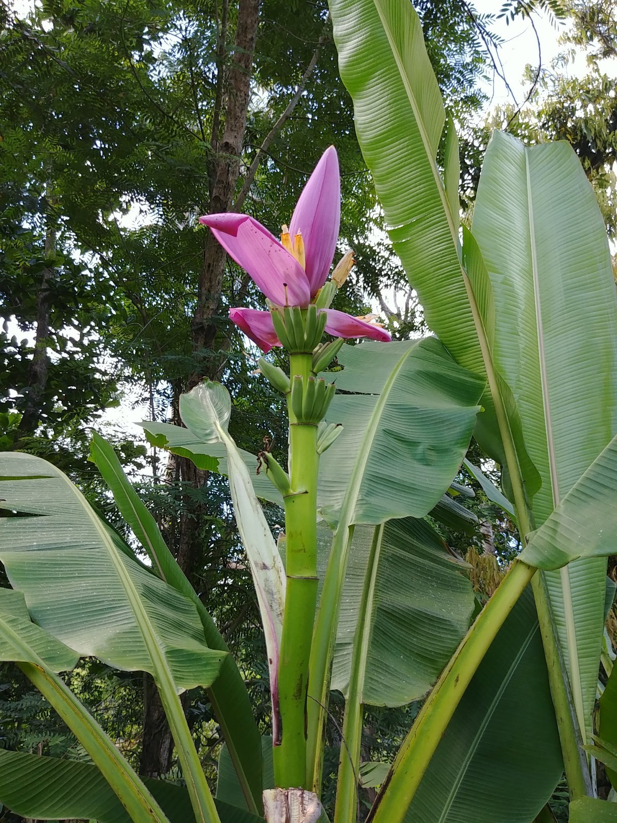Musa Ornata Lavender banana live Rhizome tropical plant exotic