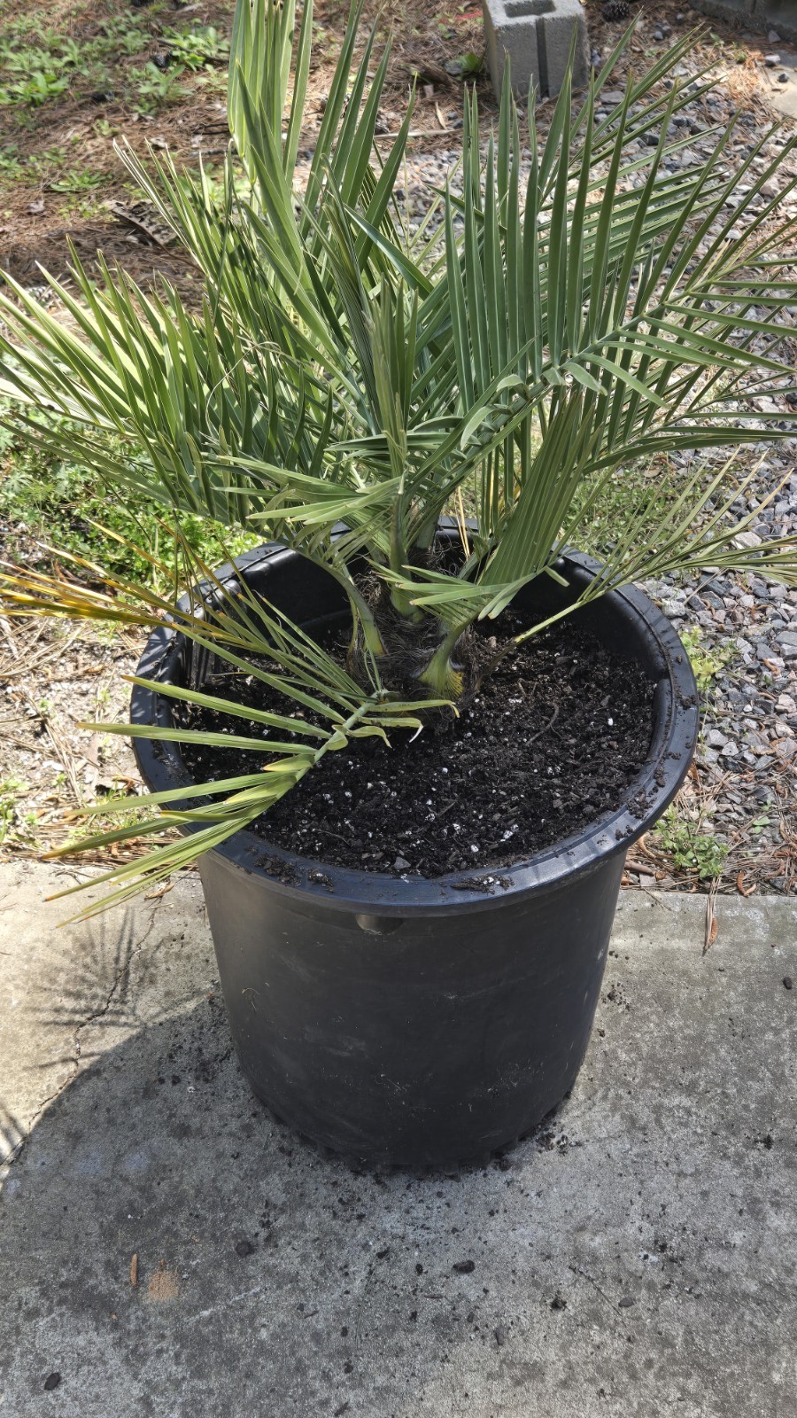 Butia Yatay x Jubaea F1 15g