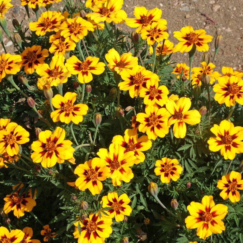 300+ Marigold, FRENCH DWARF “DAINTY MARIETTA” Seeds 16 Inches NON-GMO