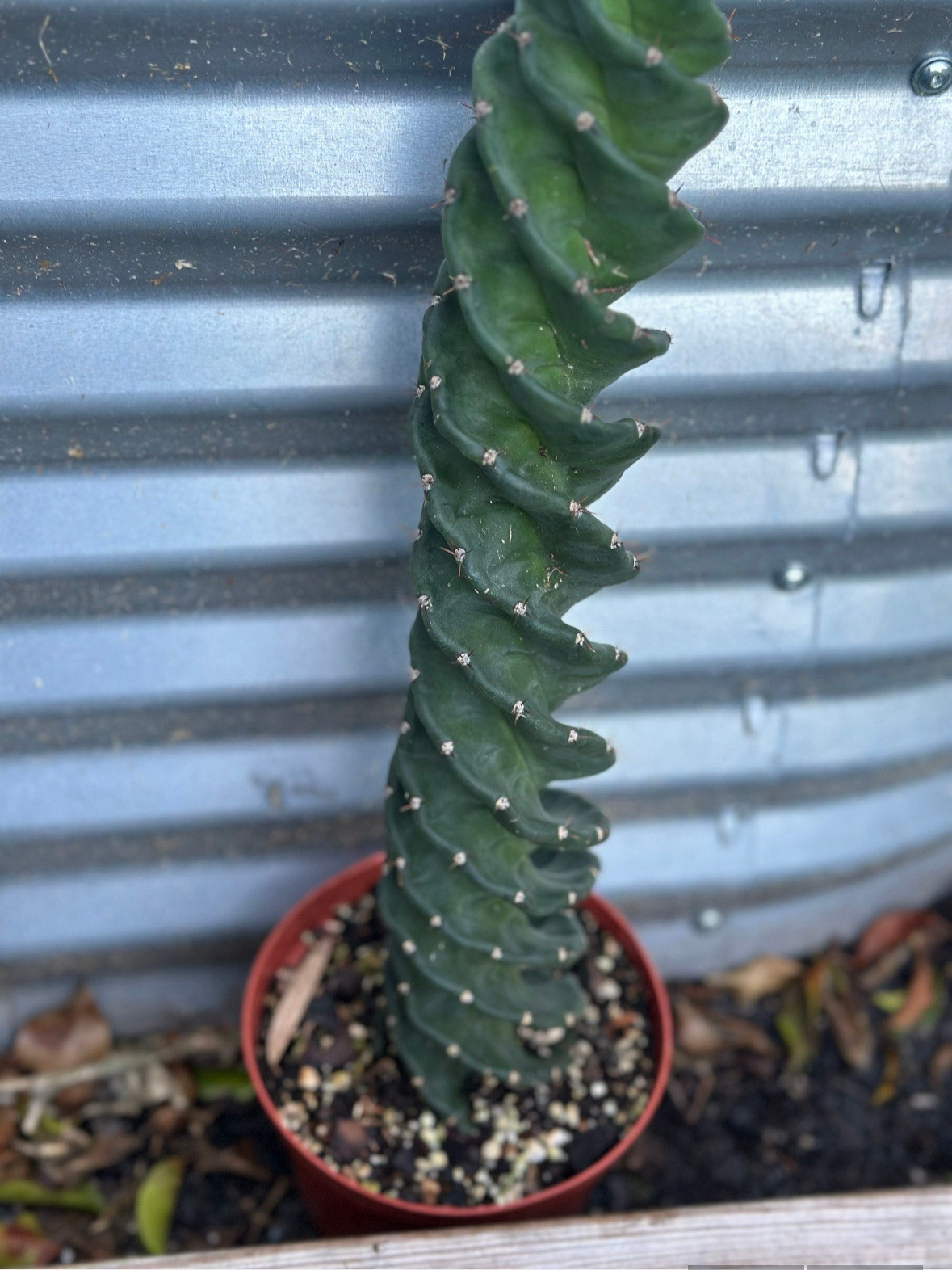 Spiral Cactus | 6 In pot | Cereus Forbesii Spiralis | Rare Cactus |