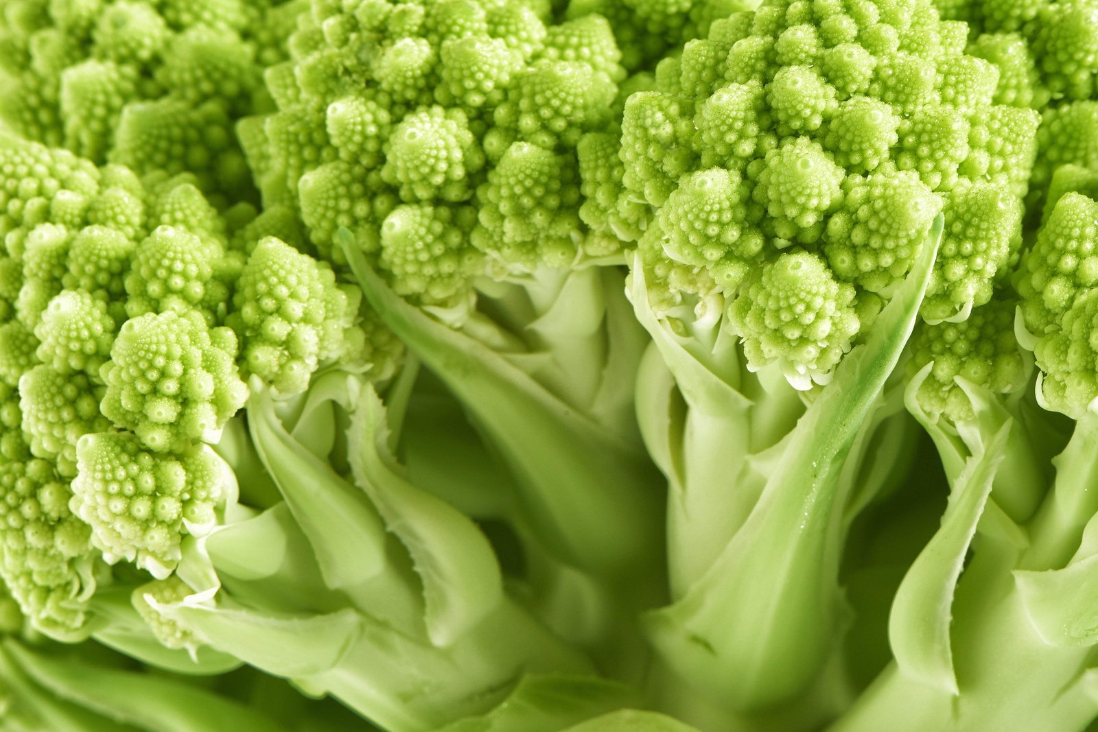 500 ROMANESCO BROCCOLI Broccoflower Cauliflower Brassica Vegetable Seeds *FlatSH