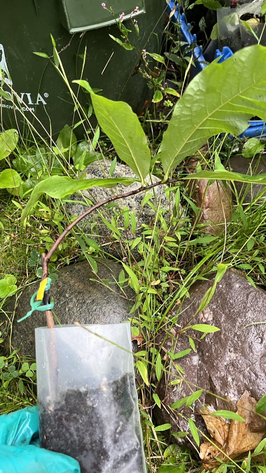 Asimina triloba ‘Sunflower’, grafted 3-6 inches tall plant (Poor Man’s Banana)