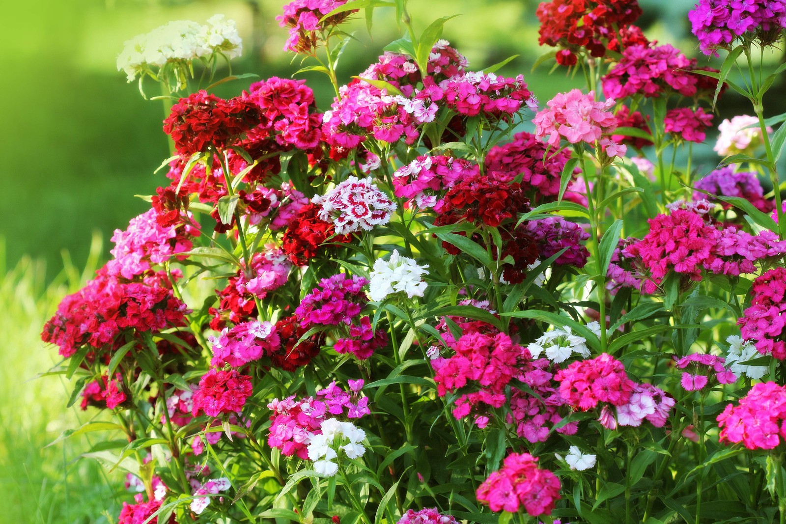 500 MIXED Colors SWEET WILLIAM Dianthus Barbatus Red Pink Bicolor Flower Seeds