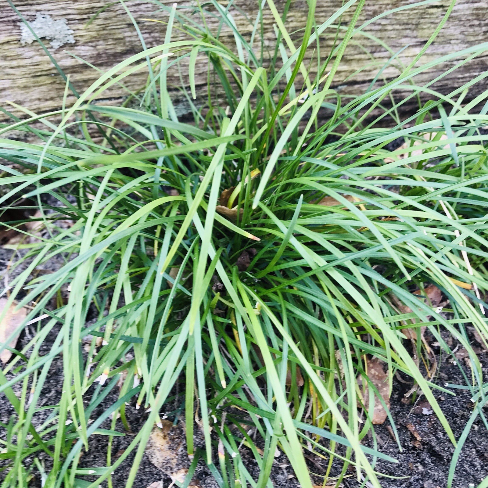 Mondo Grass 50 Plugs Pips Evergreen Ground Cover or Border Bare Root Free Ship