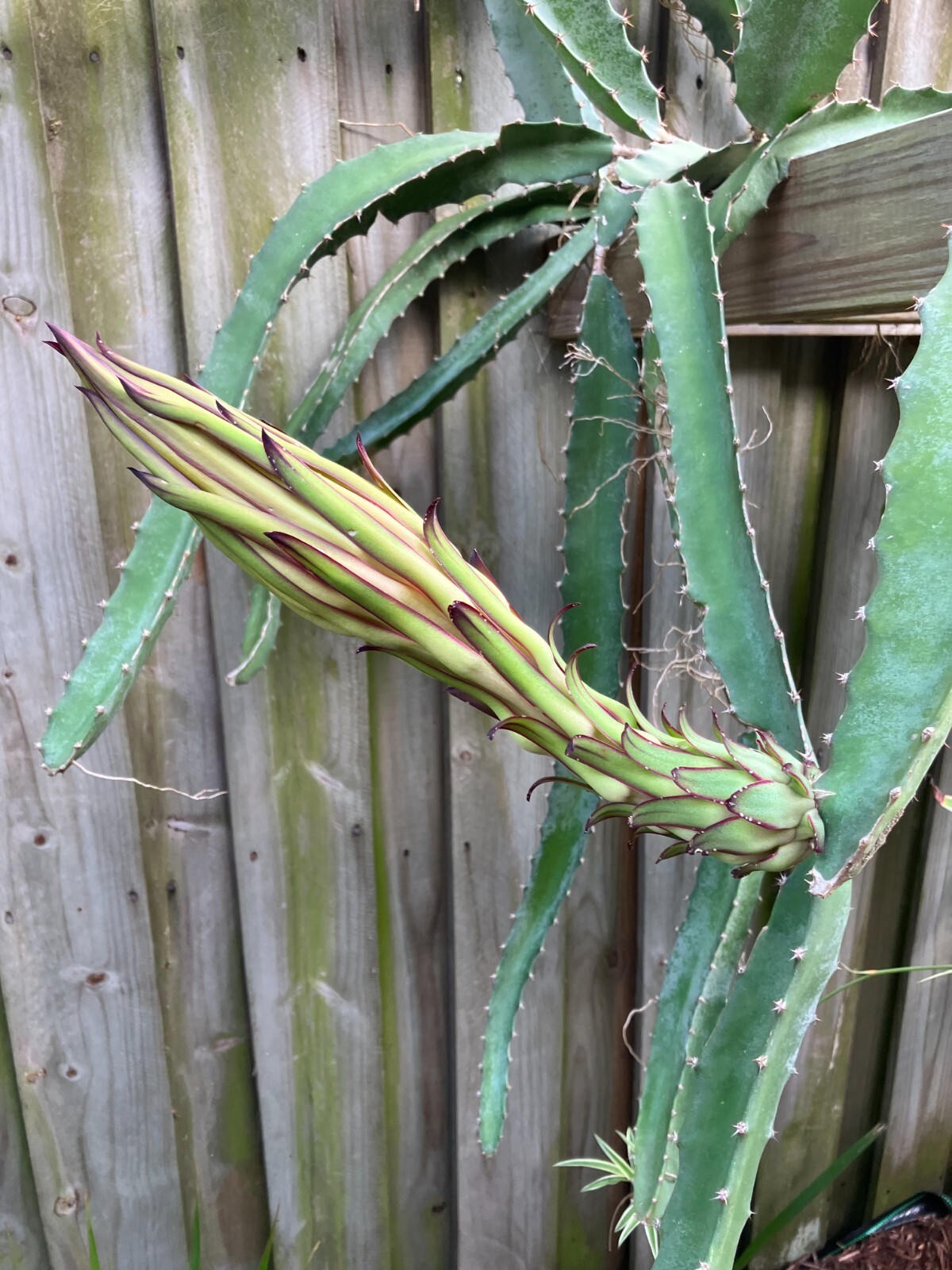 Unleash Exotic Flavor: Grow Dragon Fruit from Large Cuttings!