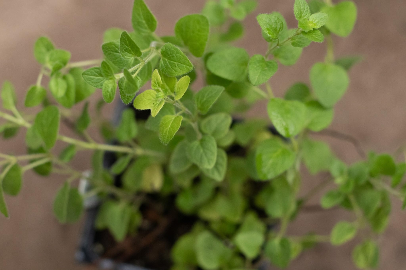 Smoke Camp Crafts Organic Greek Oregano Live Plant, (Origanum vulgare) 2.5-inch