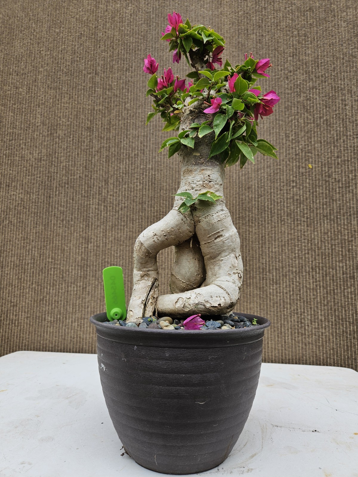 Old Bougainvillea RED Bonsai Tree,,, SALE