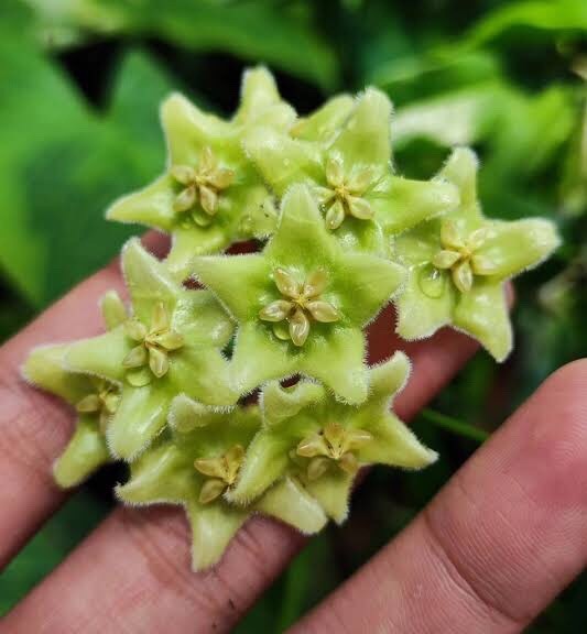 HOY CHLORANTHA (ROOTED PLANT)