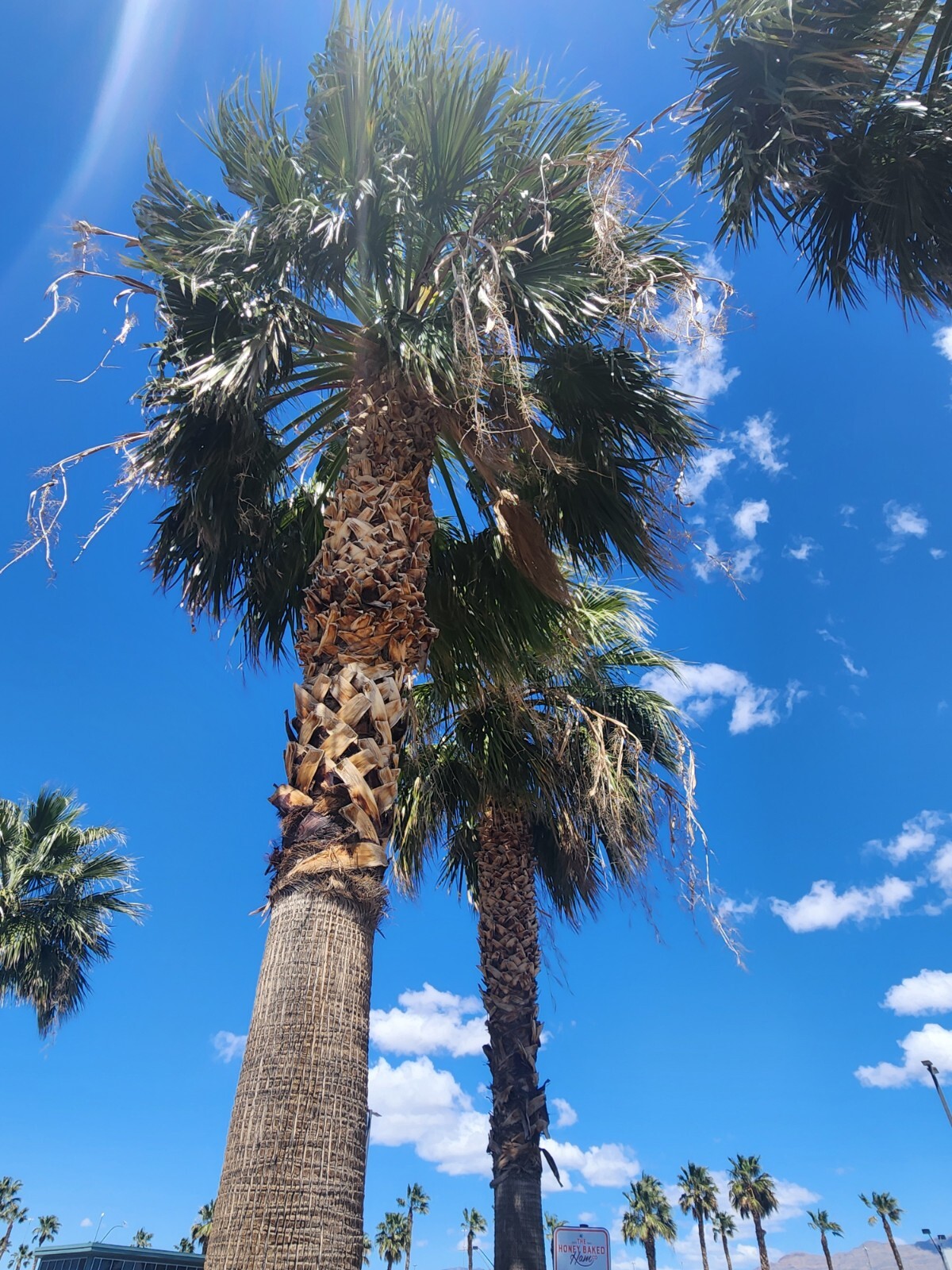Washingtonia Hybrid Filifera / Robusta Fan Palm, 25 Fresh Fall 2024 Seeds “RARE”