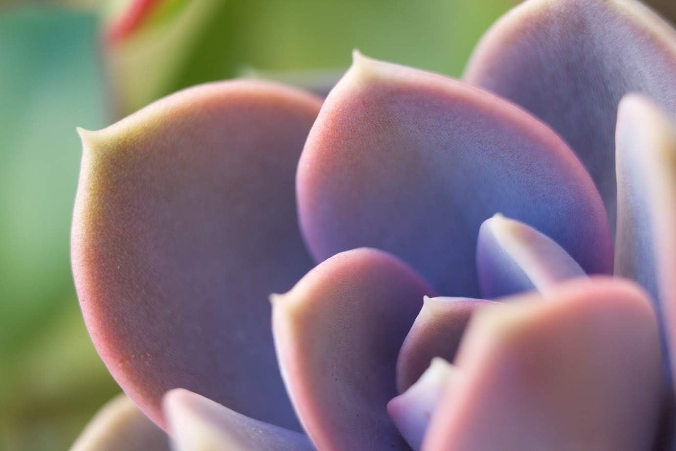 Succulent Potting Soil with Natural Fertilizer