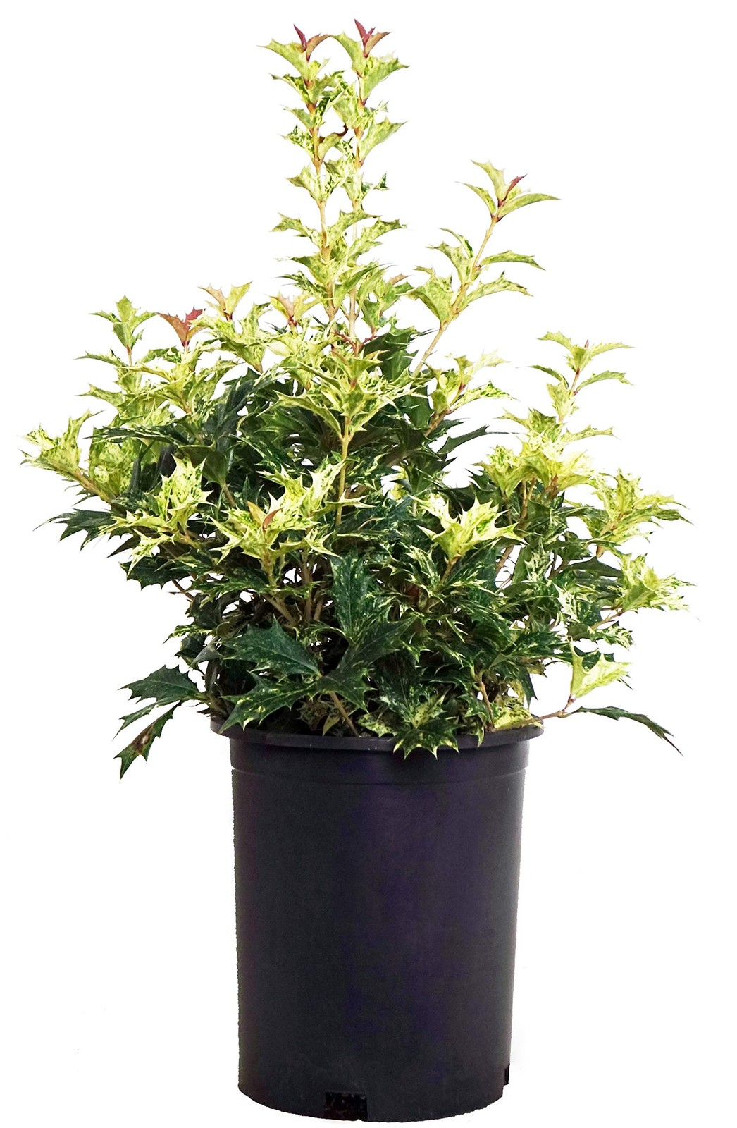 Green Promise Farms Osmanthus Heterophyllus Goshiki False Holly Evergreen 1 –