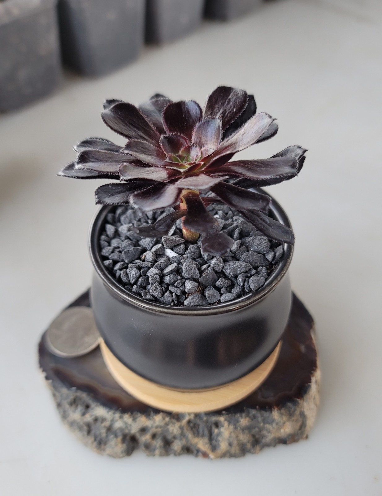 Live Rooted Aeonium Arboreum Zwartkop “Black Rose” Succulent In 3×2″ Ceramic Pot
