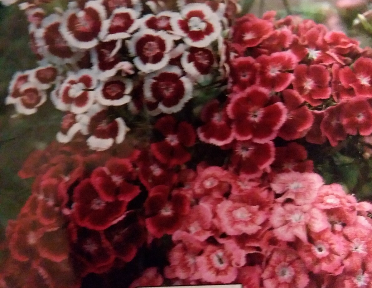 Sweet William Mixed Flower Seeds