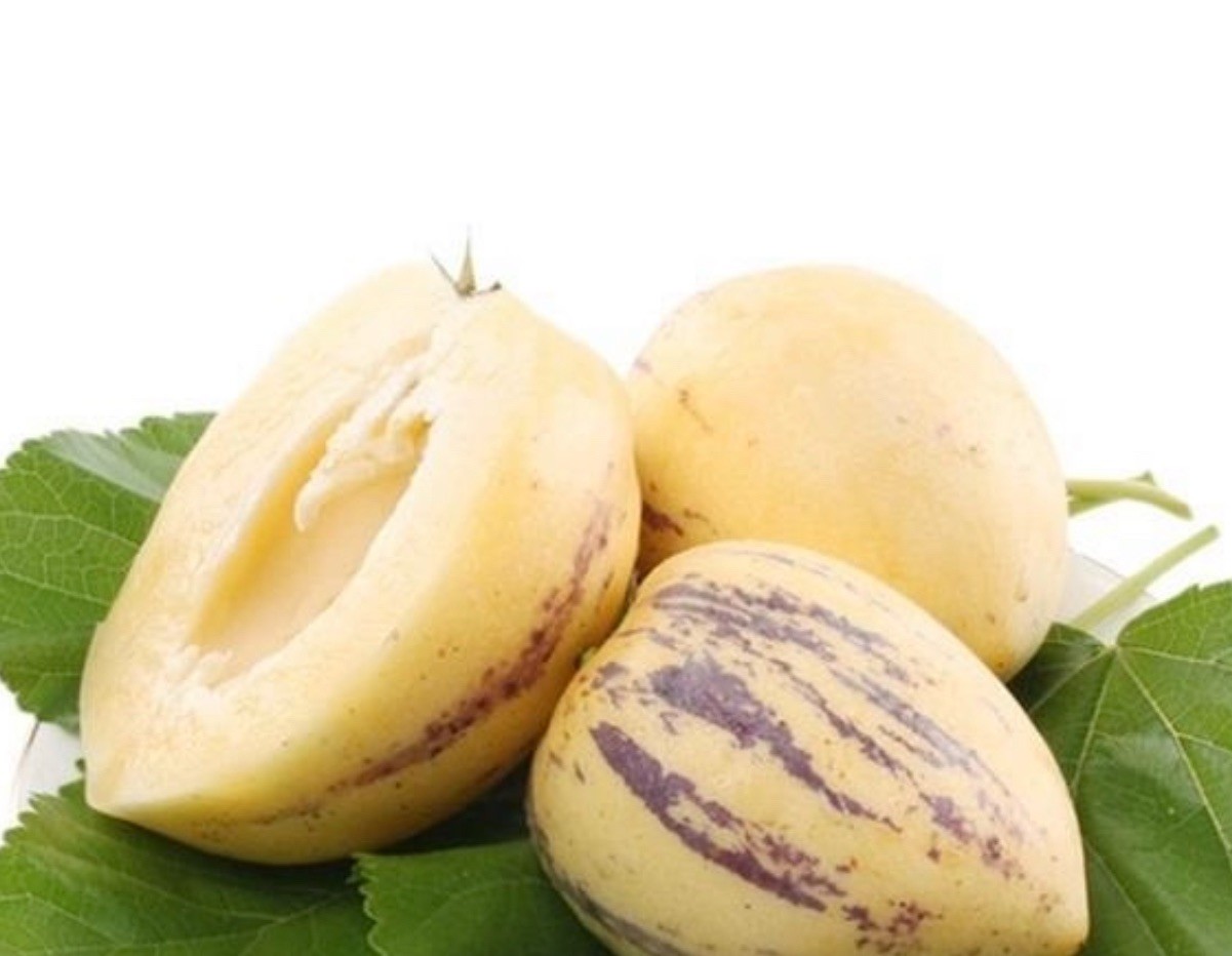 1 Pepino Melon Cutting 8” Golden Sweet Ginseng Fruit Live Plant