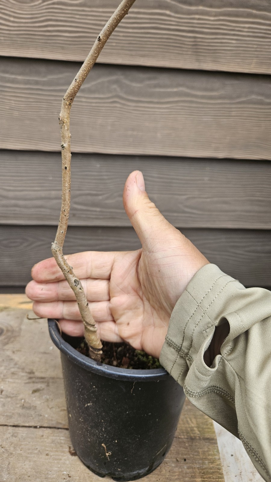 American Persimmon Tree – Diospyros virginiana – alternative to princess #2