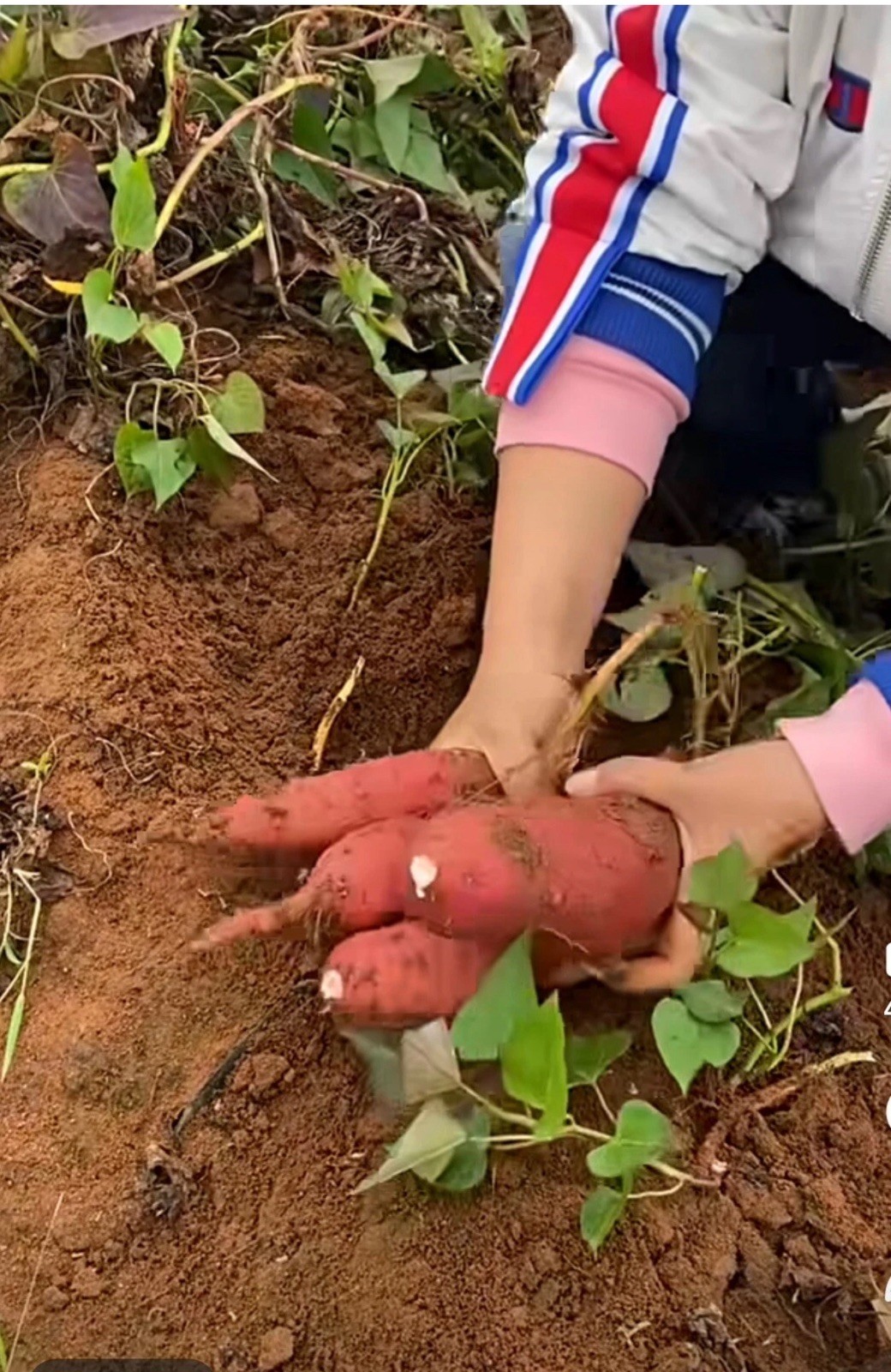 10 Red Japanese Sweet Potato Slips – Cuttings – organically grown
