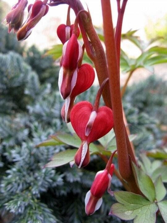VALENTINE Dicentra / Bleeding Heart (Dormant Bare Root With 2/3 Eyes)