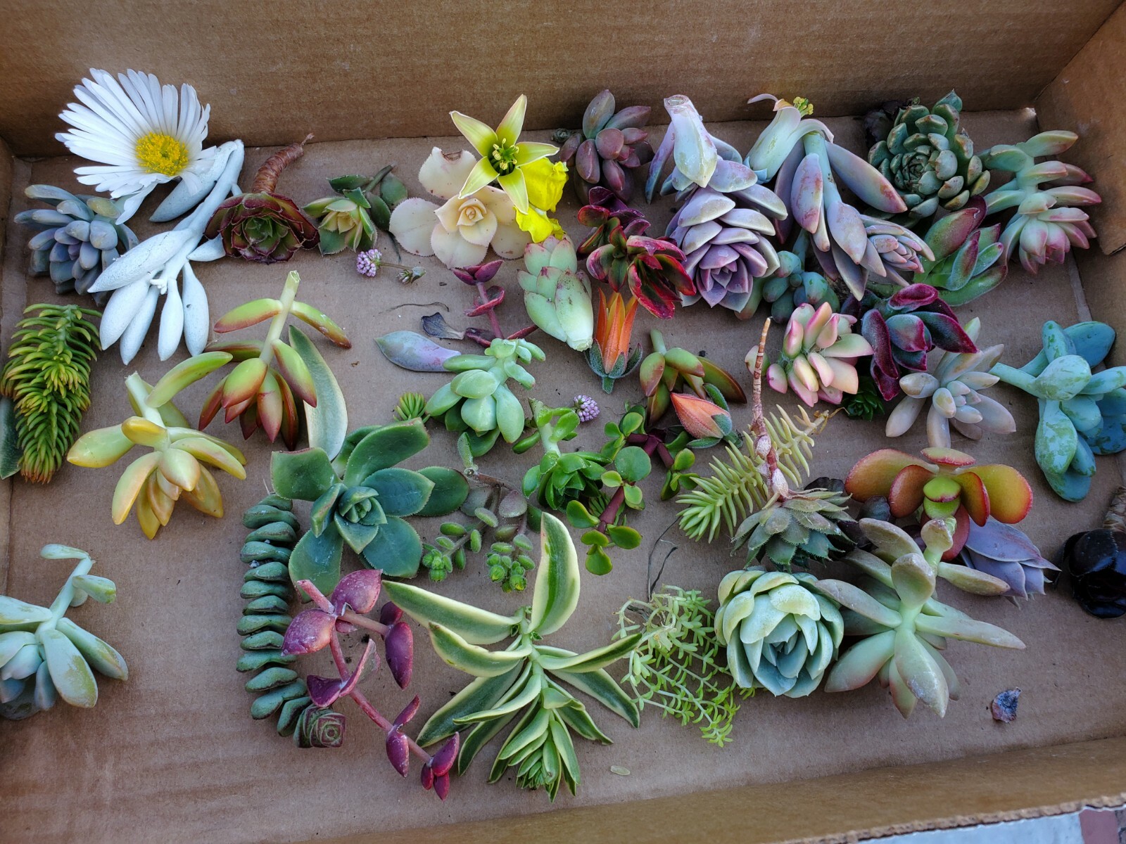 10 small unrooted succulent cuttings