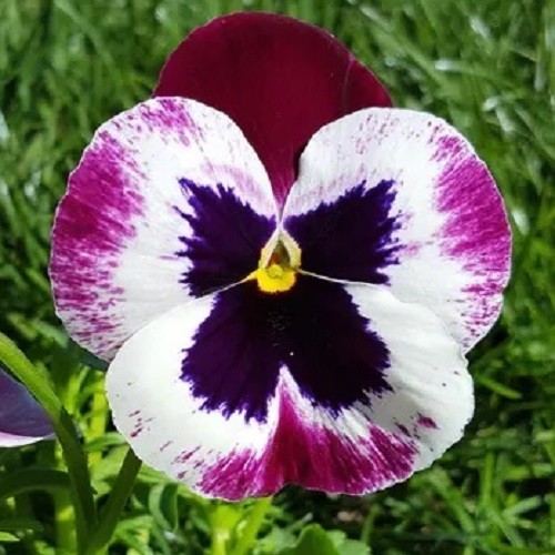 Pansy Swiss Giants Mixed Colors Seeds Organic, Non-GMO Viola Wittrockiana Roggli