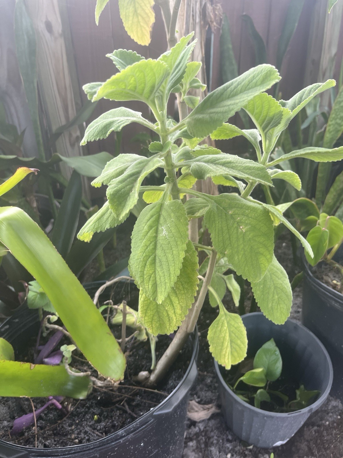 Hot & Spicy Mexican Oregano (Origanum vulgare) 12-16” Wow!