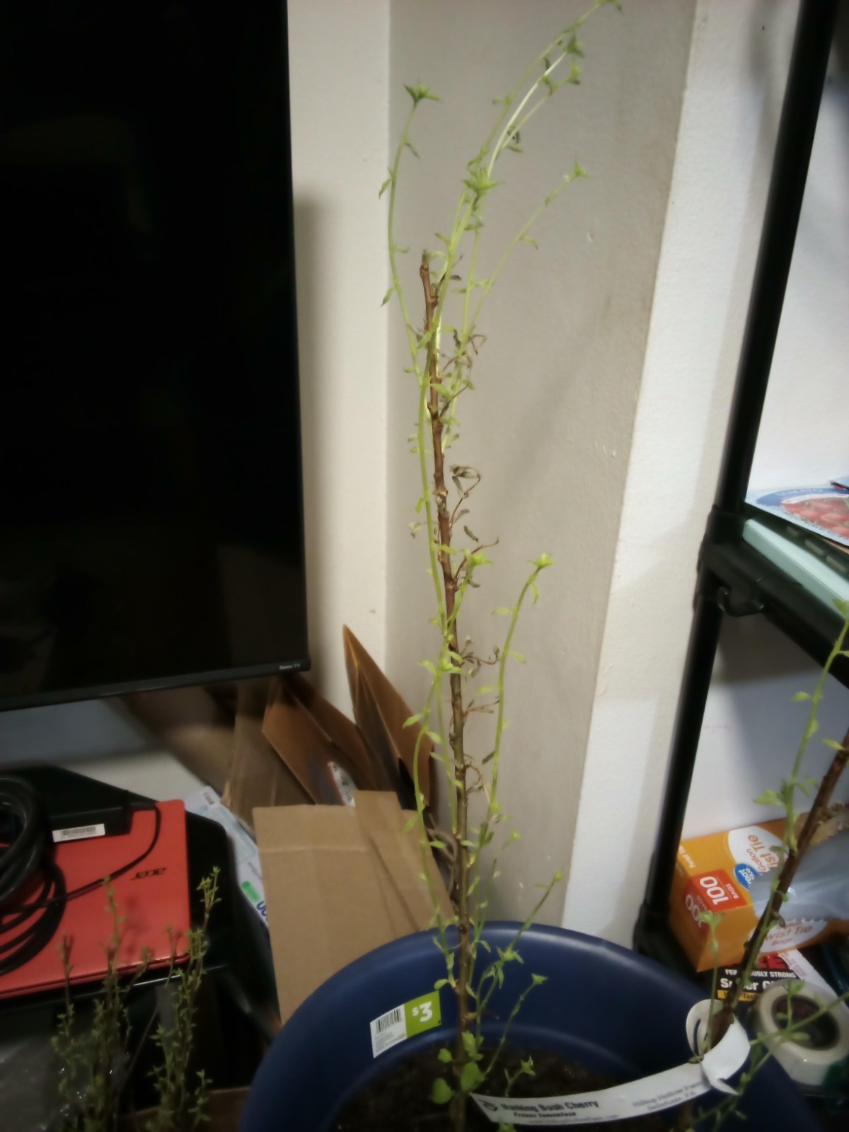 1 Nanking Bush Chery. 1.5-2 foot tall bare roots actively growing tree.