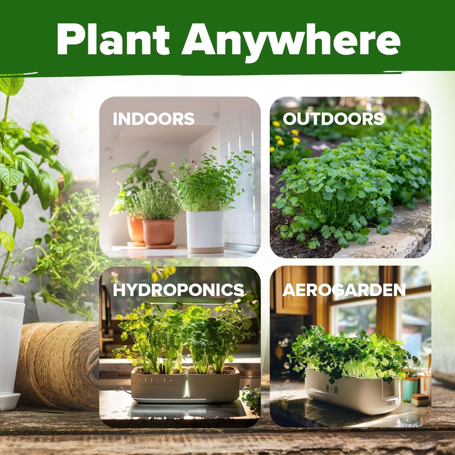 High Yield Cilantro Seeds 500 Heirloom Garden Seeds Perfect for Any Skill Level