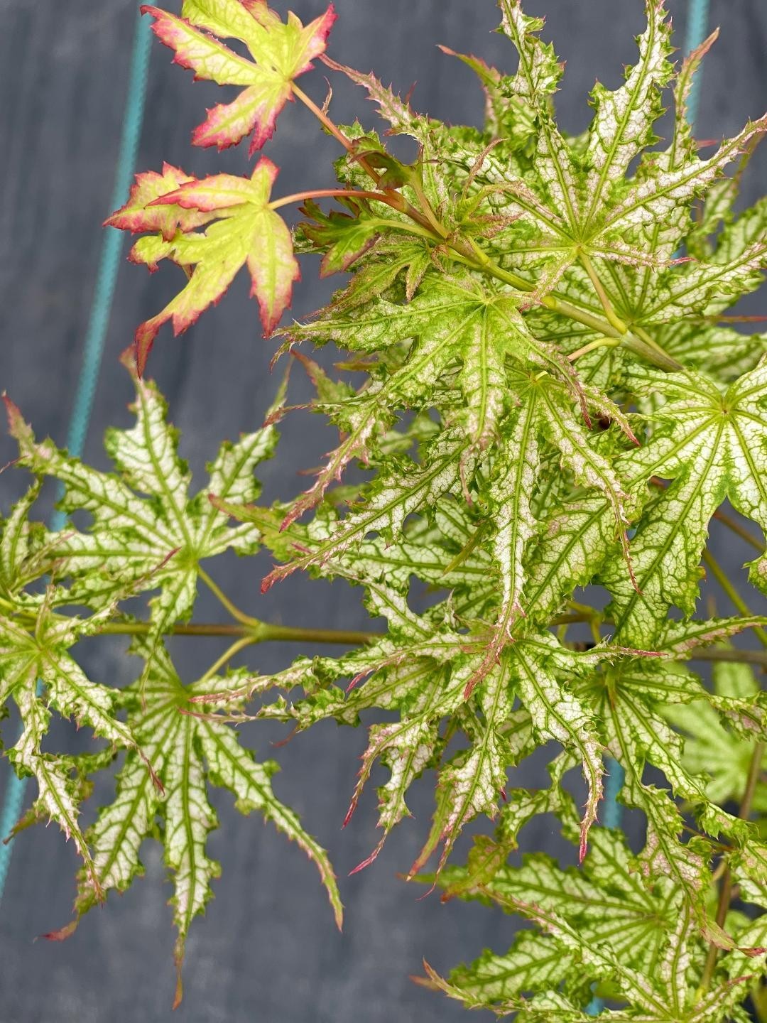 Acer palmatum ‘White Peaches’ (White Peaches Japanese Maple)