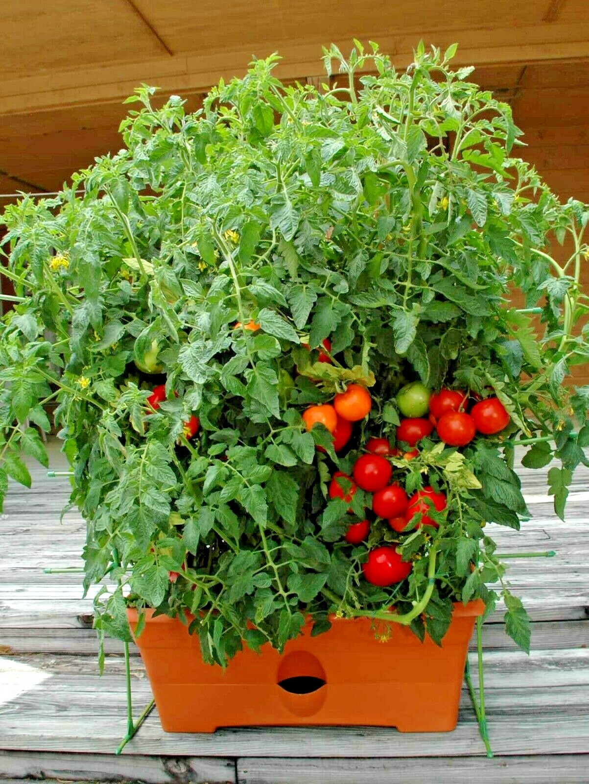 26+Patio BUSH TOMATO Seeds Organic Compact 36″ Plant Vegetable Garden Container