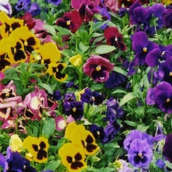Pansy Swiss Giants Mixed Colors Seeds Organic, Non-GMO Viola Wittrockiana Roggli