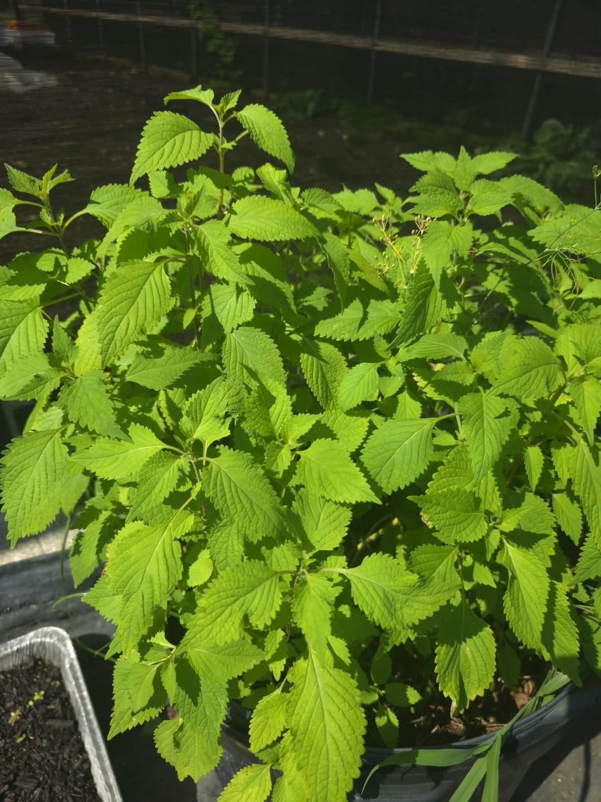 Nettle ( kính giới) Live Potted Plant Vegetative 6″ -10″Tall Outdoor 1 Pack