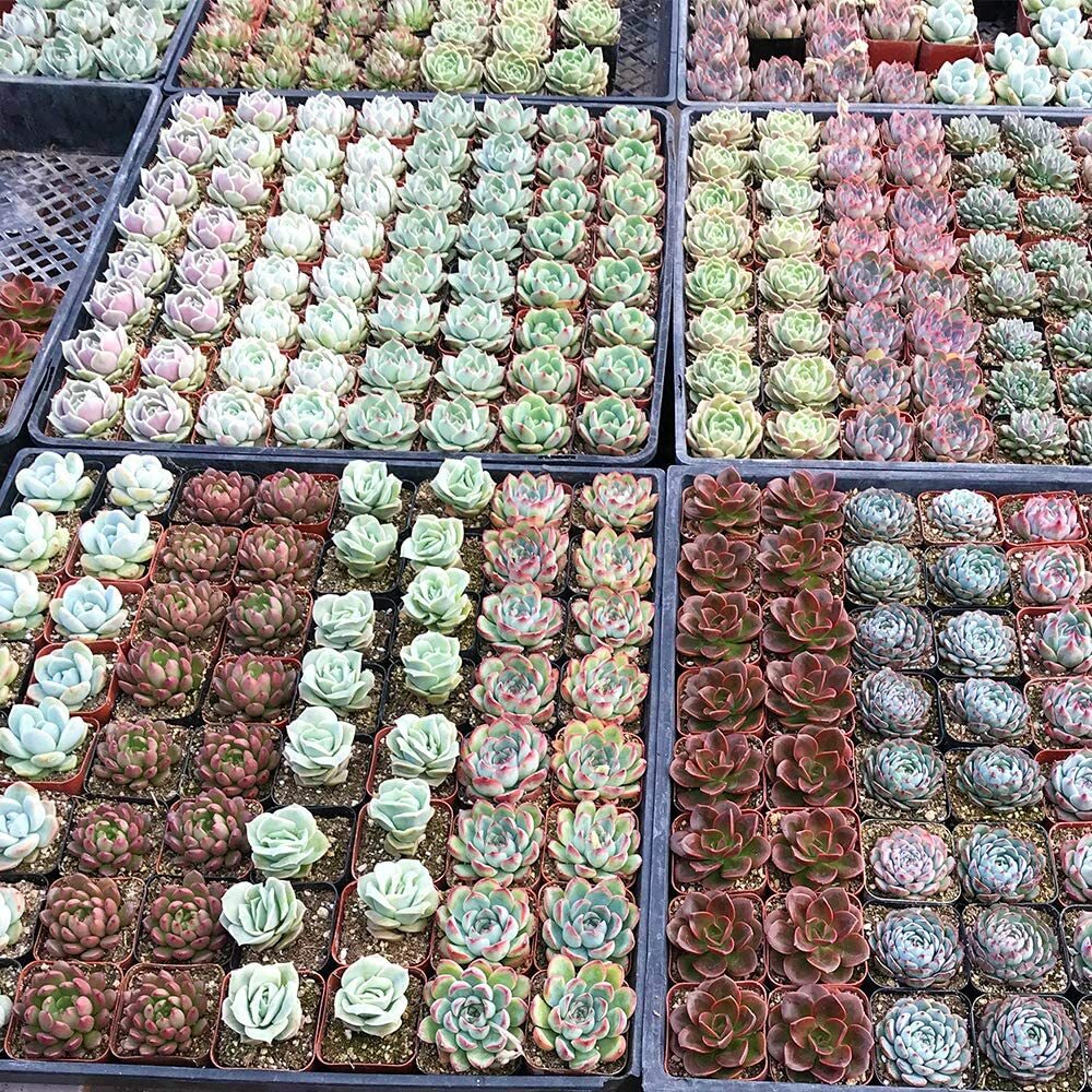 50 Packs Live Assorted Rosette Echeveria Succulent Plants rooted in 2” planters