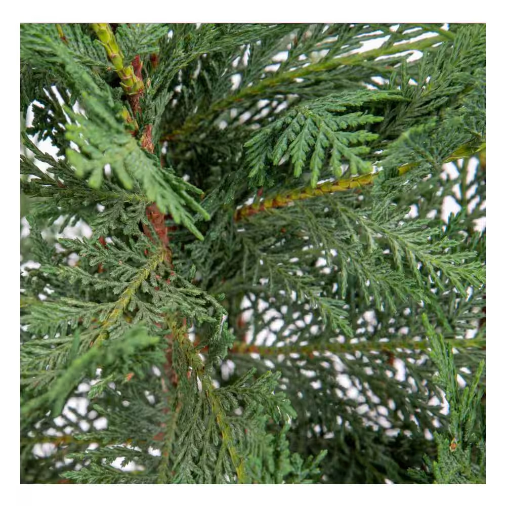 2.25 Gal. Leyland Cypress Evergreen Live Tree