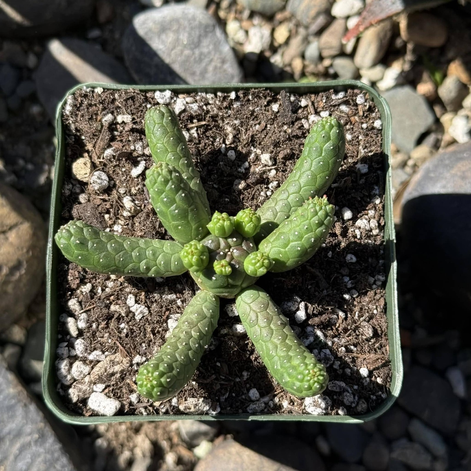 Euphorbia inermis