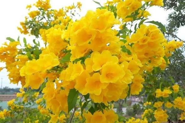 Yellow Bells Tecoma Stans – (1,000 Seeds + Detailed Growing Guide)