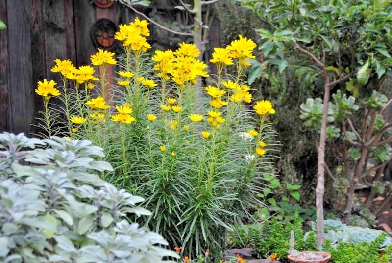 101+SWAMP SUNFLOWER Seeds Perennial Native Wildflower Poor Soils Heat Cold Easy