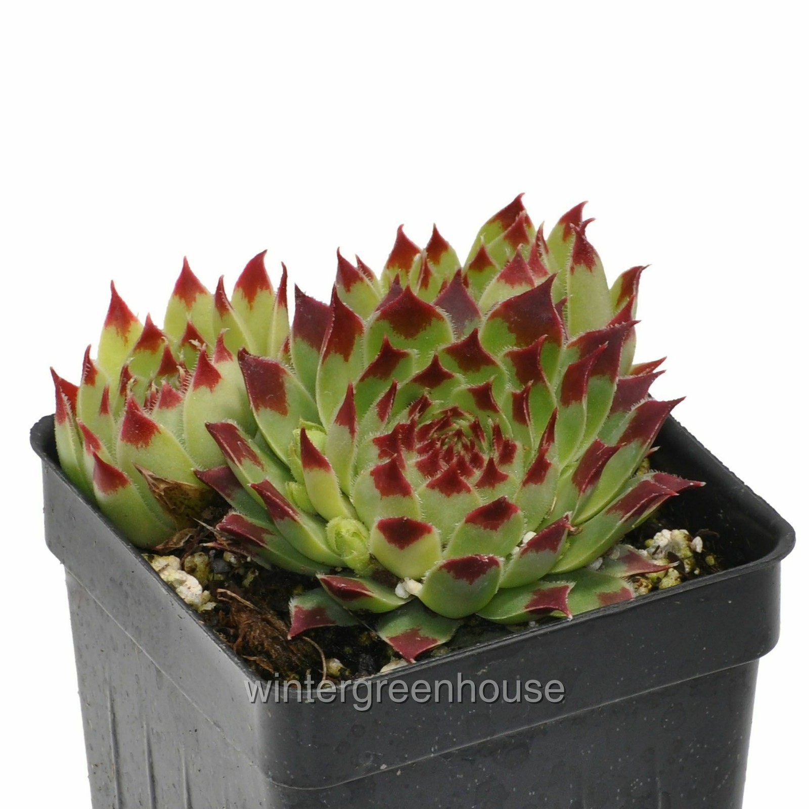 Sempervivum, Sir William Lawrence, Hen and Chicks, Container Size: 3″ (2.6×3.5″)