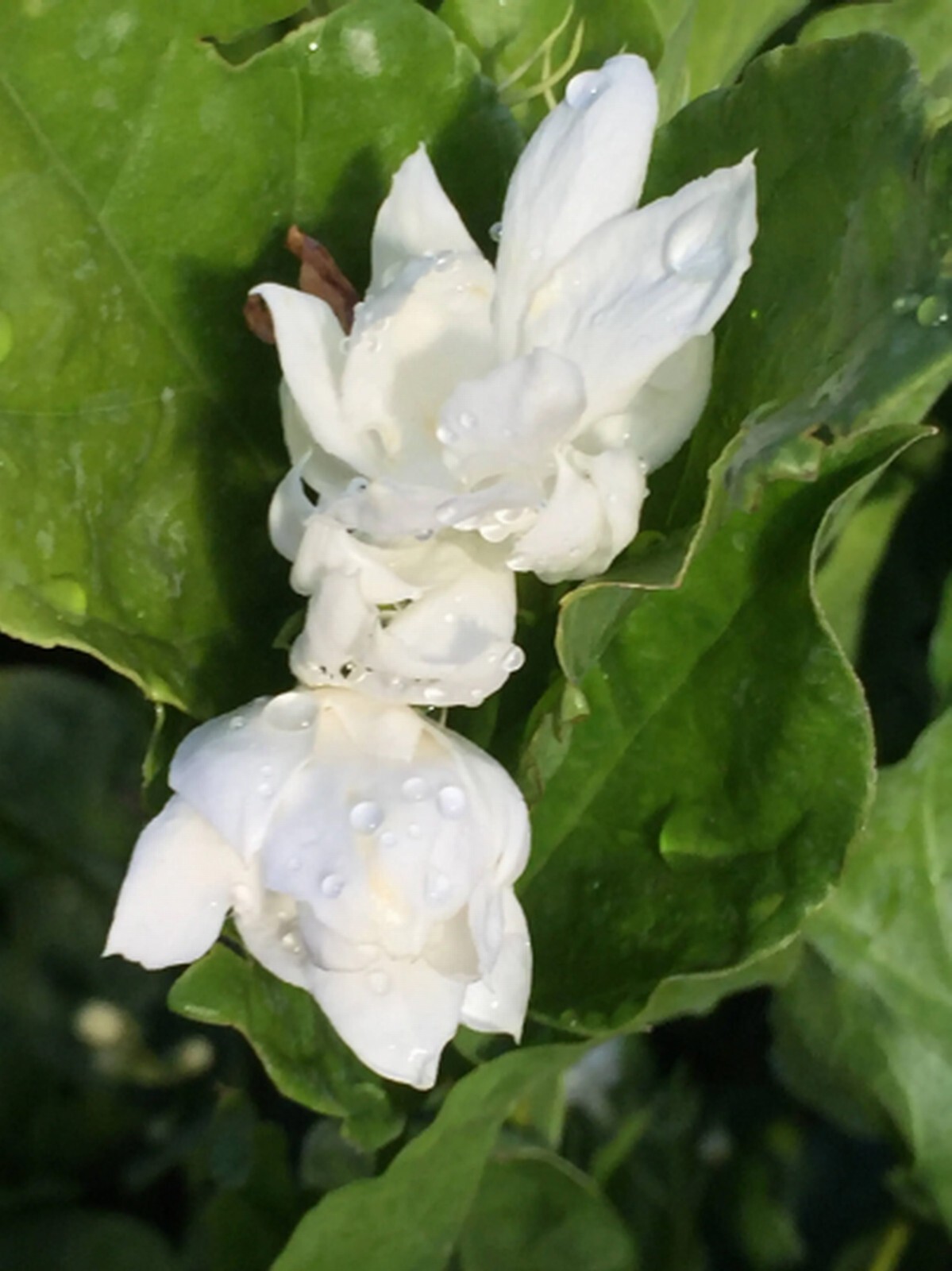 Jasmine Sambac “Belle of India” – Large
