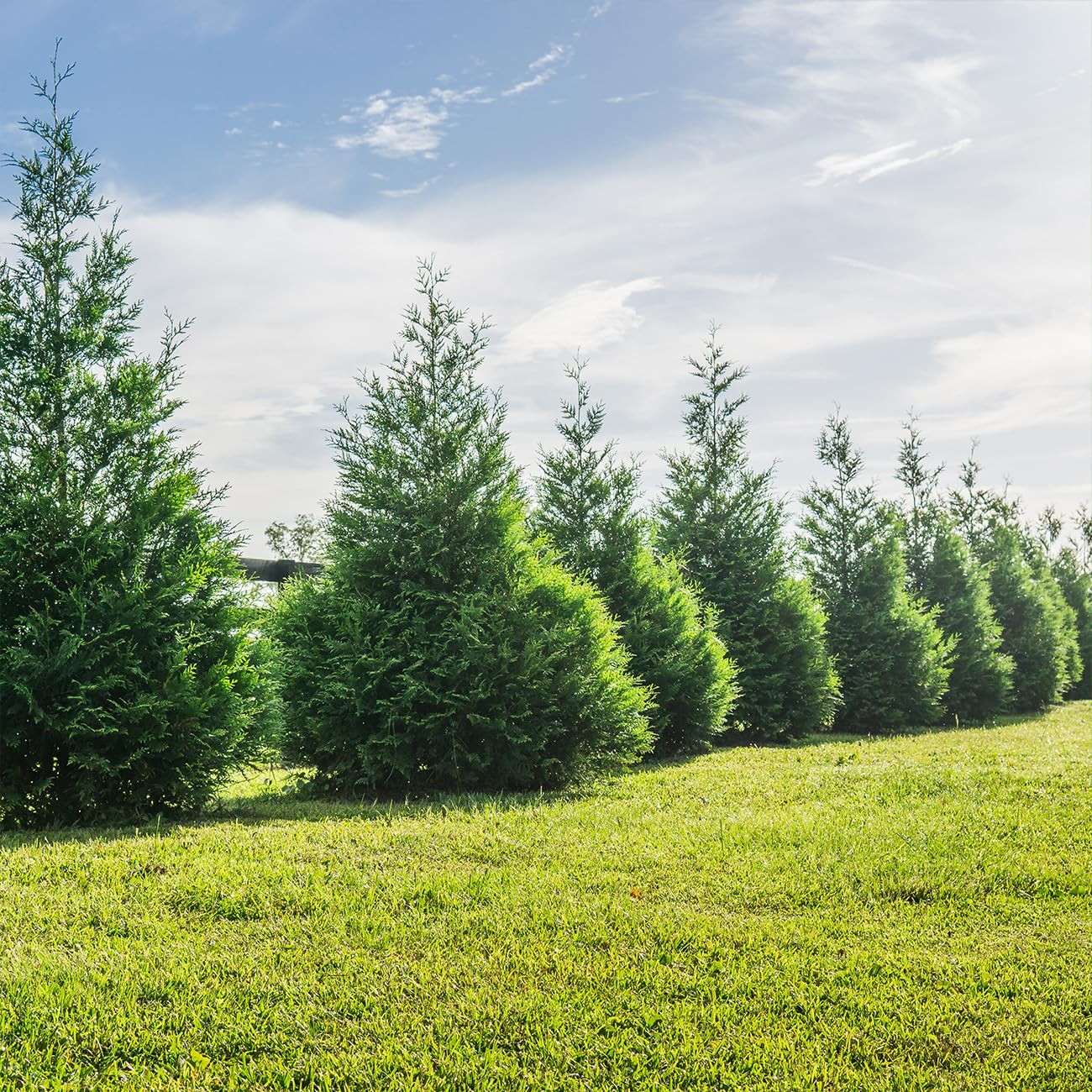 Perfect Plants Thuja Green Giant 3 Gallon Live Evergreen Tree For Landscaping