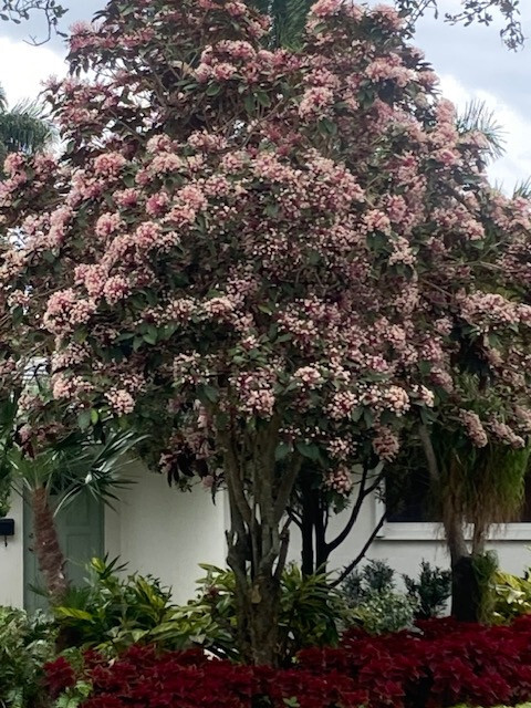 Starburst Clerodendrum – well rooted young seedling, sizes vary, without pot