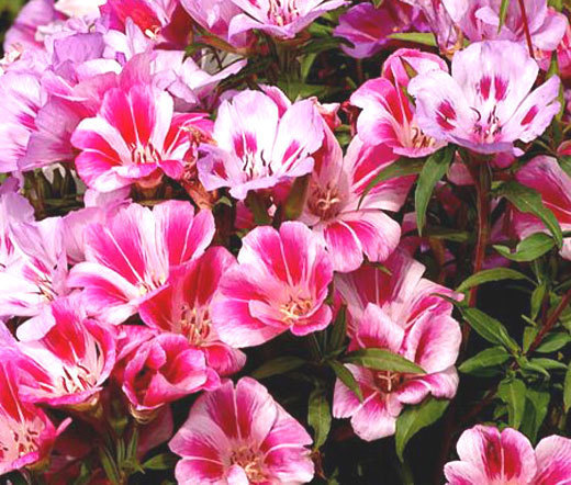 GODETIA FAREWELL TO SPRING DWARF Clarkia Amoena – 10,000 Bulk Seeds