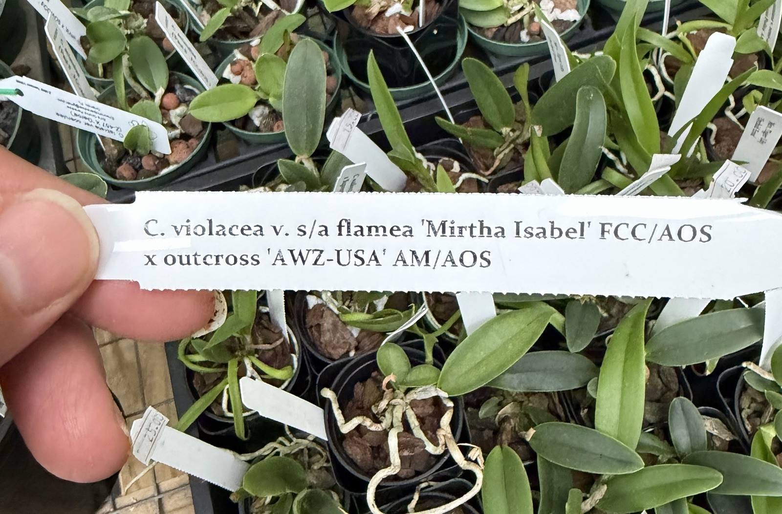 Cattleya violacea ‘Mirtha Isabel’ x outcross ‘AWZ-USA’ seedling
