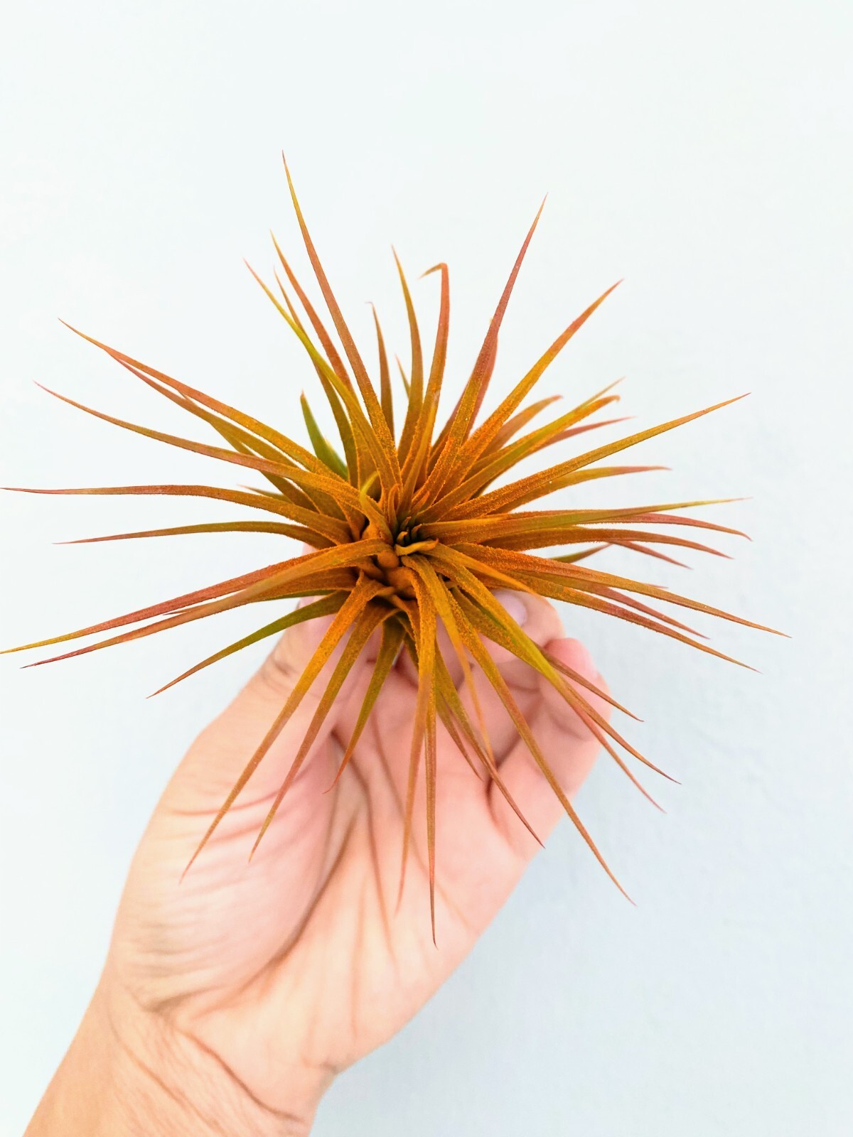 Air Plant 3 Pack Assortment – 3 COLORs of Tillandsia Airplants Free SHIPPING